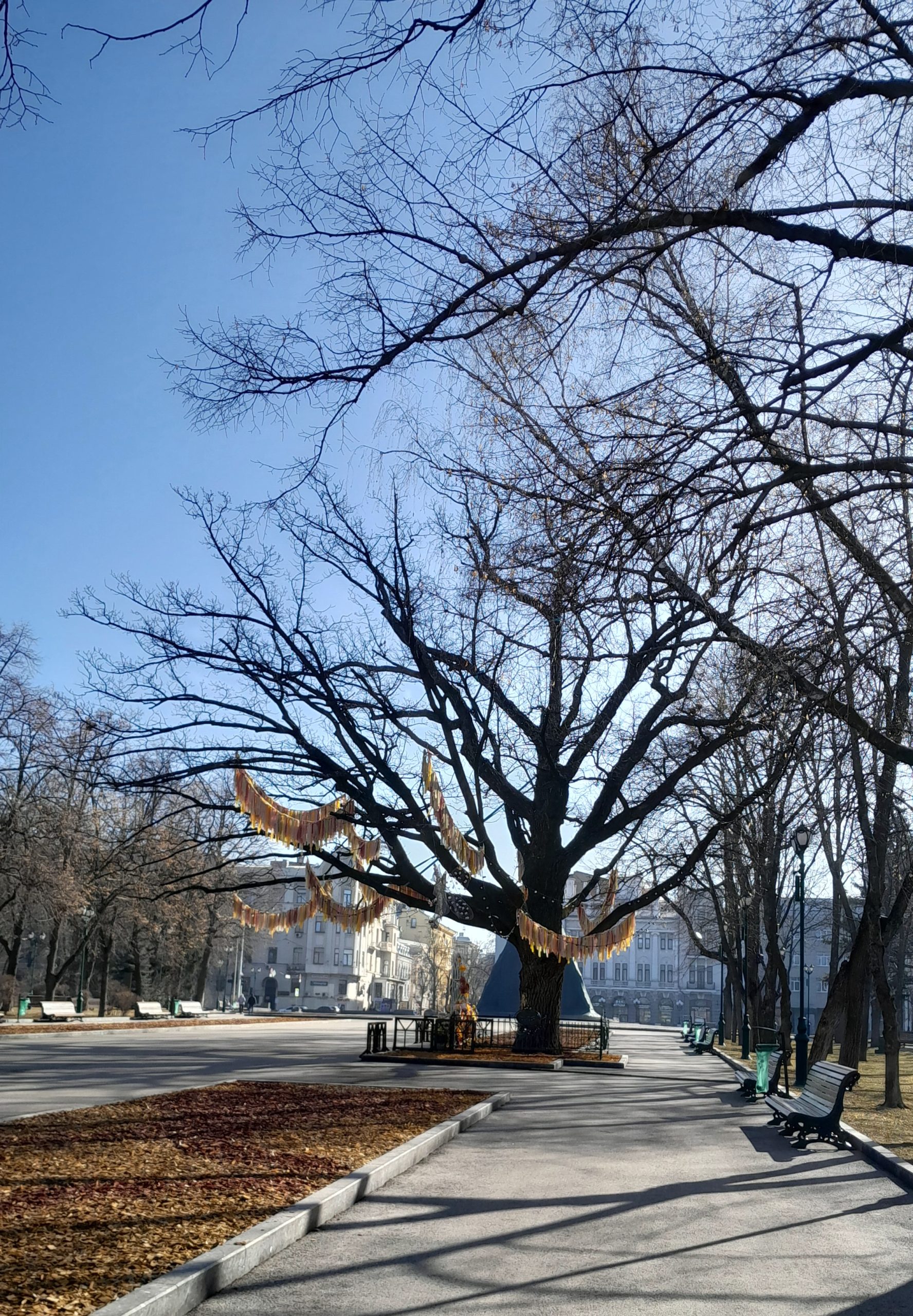 Великий дуб біля пам’ятника Тарасові Шевченку в Харкові